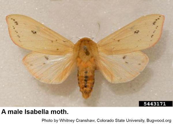 Isabella moth